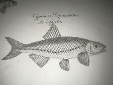 1825 Antique Fish Engraving