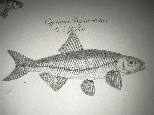 1825 antique fish engraving - 1825,