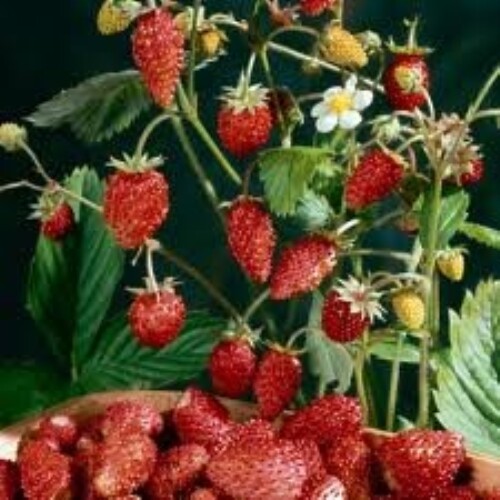 Strawberry alpine mignonette - strawberry,