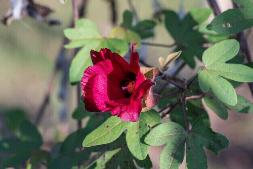 Seeds gossypium arboreum - seeds,