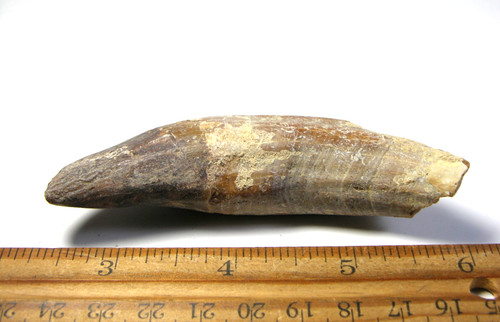 Dinosaur fossil tooth