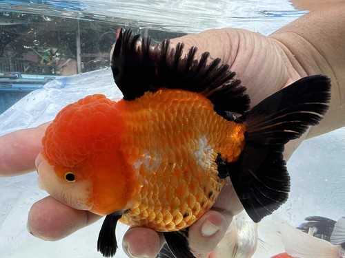 Fancy thai goldfish - goldfish, panda