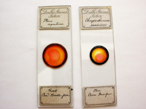 Antique microscope slides - ,