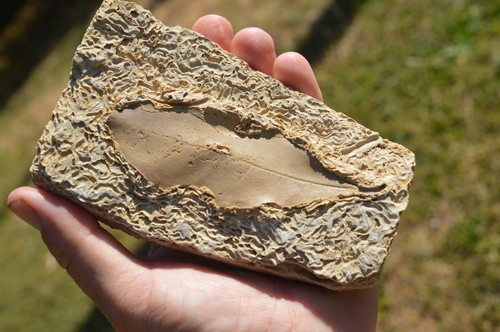 Large amazing rare - large,