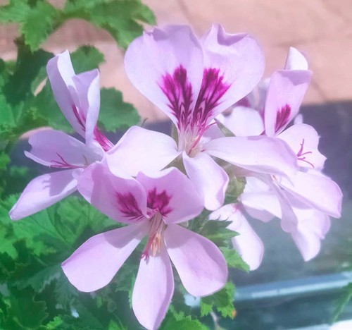 Copthorne unique pelargonium - copthorne,