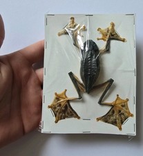 Rhacophorus Reinwardtii