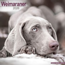 Weimaraner 2026 Calendar | Dog Breed Gift Wall 15% OFF MULTI ORDERS