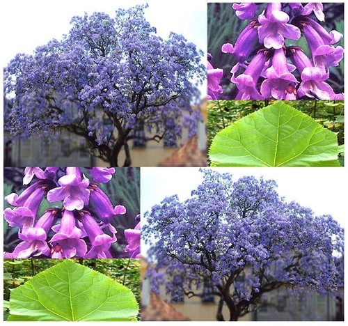 Bonsai seeds princess tree - bonsai,