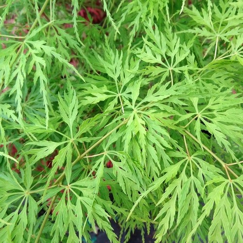 Acer emerald lace - 'emerald, japanese