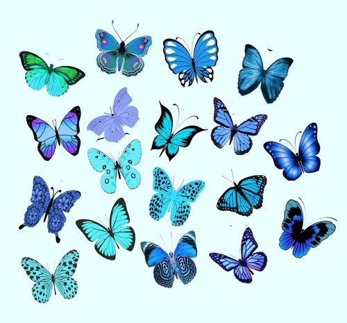 Cyan blue butterflies - x,