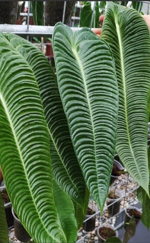 Anthurium veitchii rare - anthurium,
