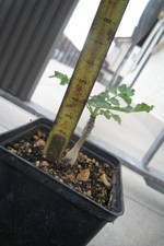 Boswellia sacra Succulent Caudex Incense Oman Yemen PLANT