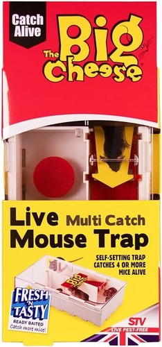 The big cheese mouse trap - big,