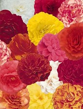 Flower - Begonia - Nonstop Mixed  F1 - 50 Pelleted Seed - Large Pack