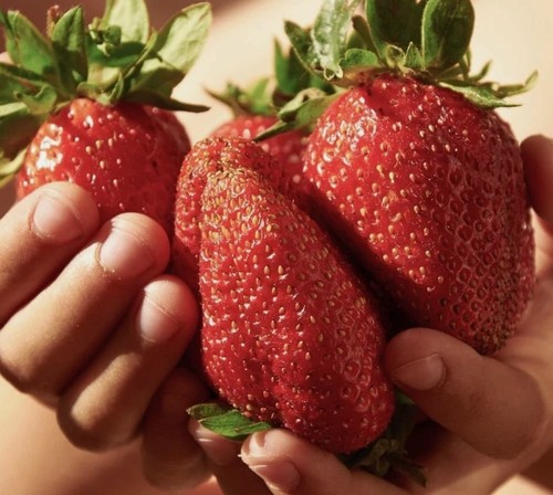 Pots giant strawberry - of,