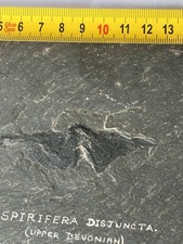 Fossils Delabole Butterfly