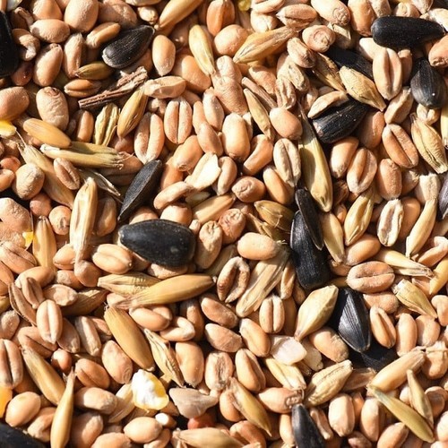 Wild bird food seed mix - seed,