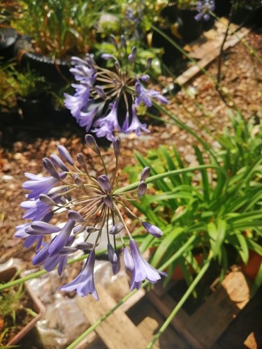 Agapanthus blue perennial - agapanthus,