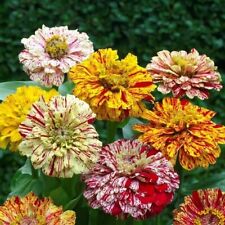 Zinnia Candy Stripe Mixed - Zinnia elegans - 50+ seeds - Graines - Samen - Z 108