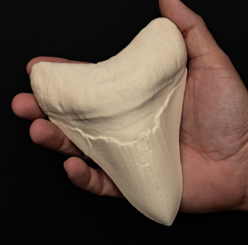 Megalodon tooth replica - megalodon,