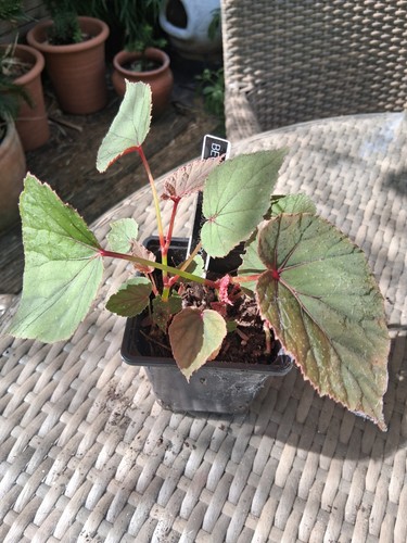 Begonia grandis sapporo x - begonia, sapporo-