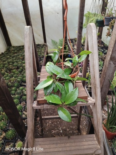 Hoya carnosa with small - hoya,