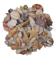 Mixed Sea Shells Natural shell