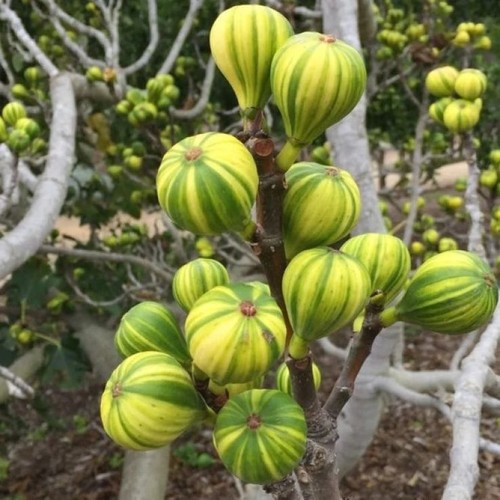 Fig tree panachee tiger - fig,