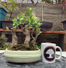 Ficus Microcarpa - Banyan Fig