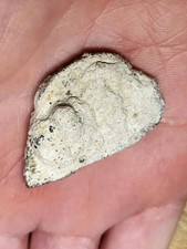 Saltasaurus Egg Shell 70 myo