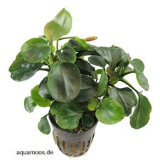 Anubias barteri Coin Leaf - Round Leaf Spear Leaf, Sturdy + Extra Nice