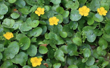 Floating Heart Nymphoides