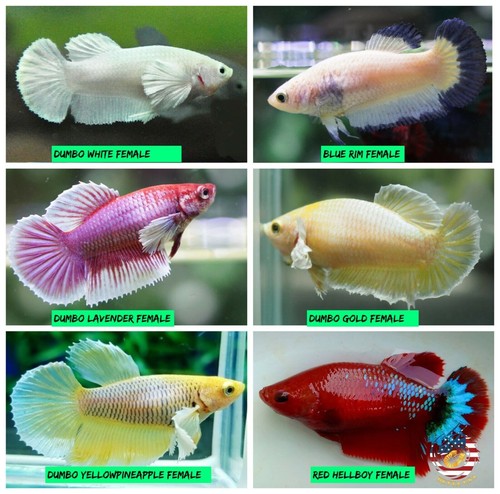 Live betta fish - betta,