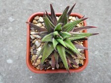 HAWORTHIA FASCIATA VARIEGATA