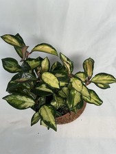 Hoya Carnosa Tricolor