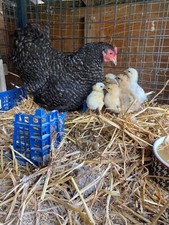 12 x Mixed💥Breed (tested ) Chicken  Eggs lovely colours  LARGE FOWL 1b