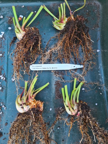 Sarracenia moorei cv leah - sarracenia, x