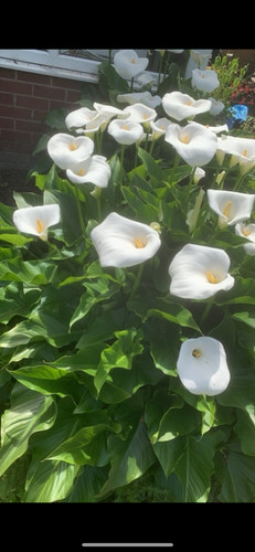 Arum lily plant root - lily,
