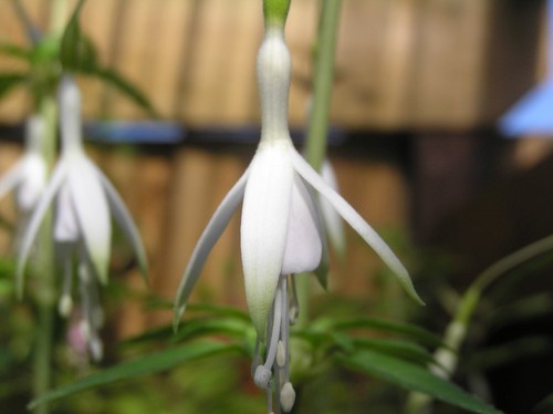 Fuchsia hawkshead hardy - -,