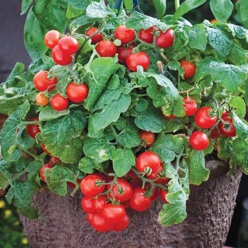 Tiny tim tomato - 4,