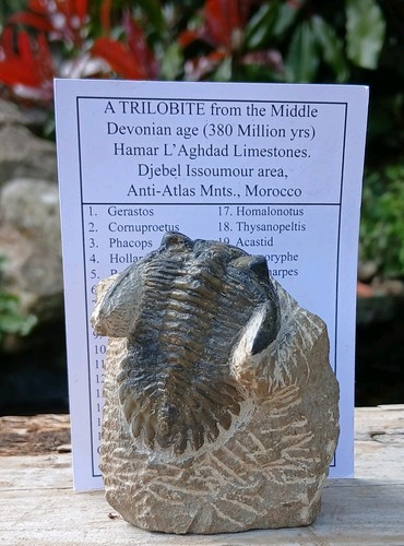 Fossil trilobite hollardops - fossil,