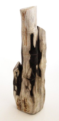 Bamboo fossil petrified - bamboo,
