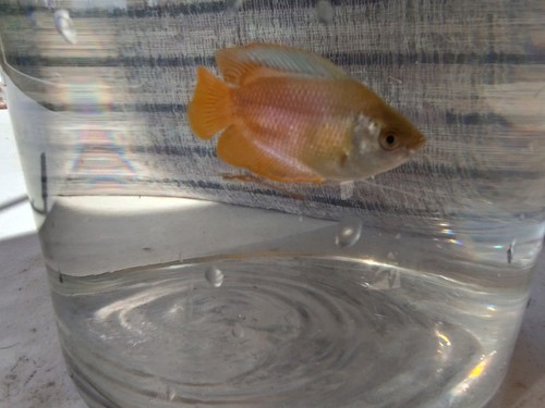 Dwarf gouramis red - dwarf,
