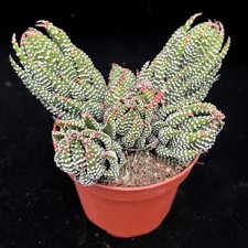 Haworthia Zebrina 'Zebra