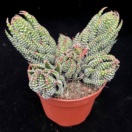 Haworthia zebrina zebra - haworthia,
