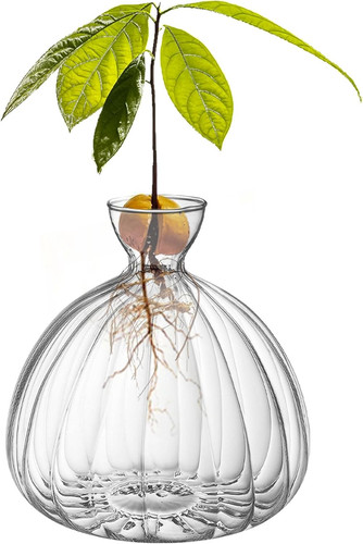 Glass avocado tree - glass,
