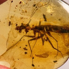 PRAYING MANTIS in Burmese /