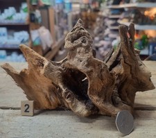 Derwen Oak Bogwood 21-42cm