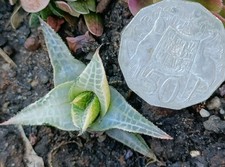 Haworthia Tessellata Mystery