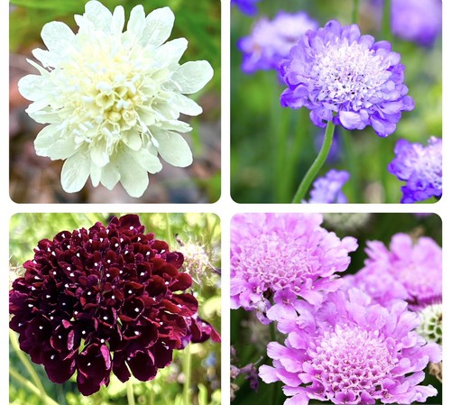 300x pincushion sweet - pincushion,